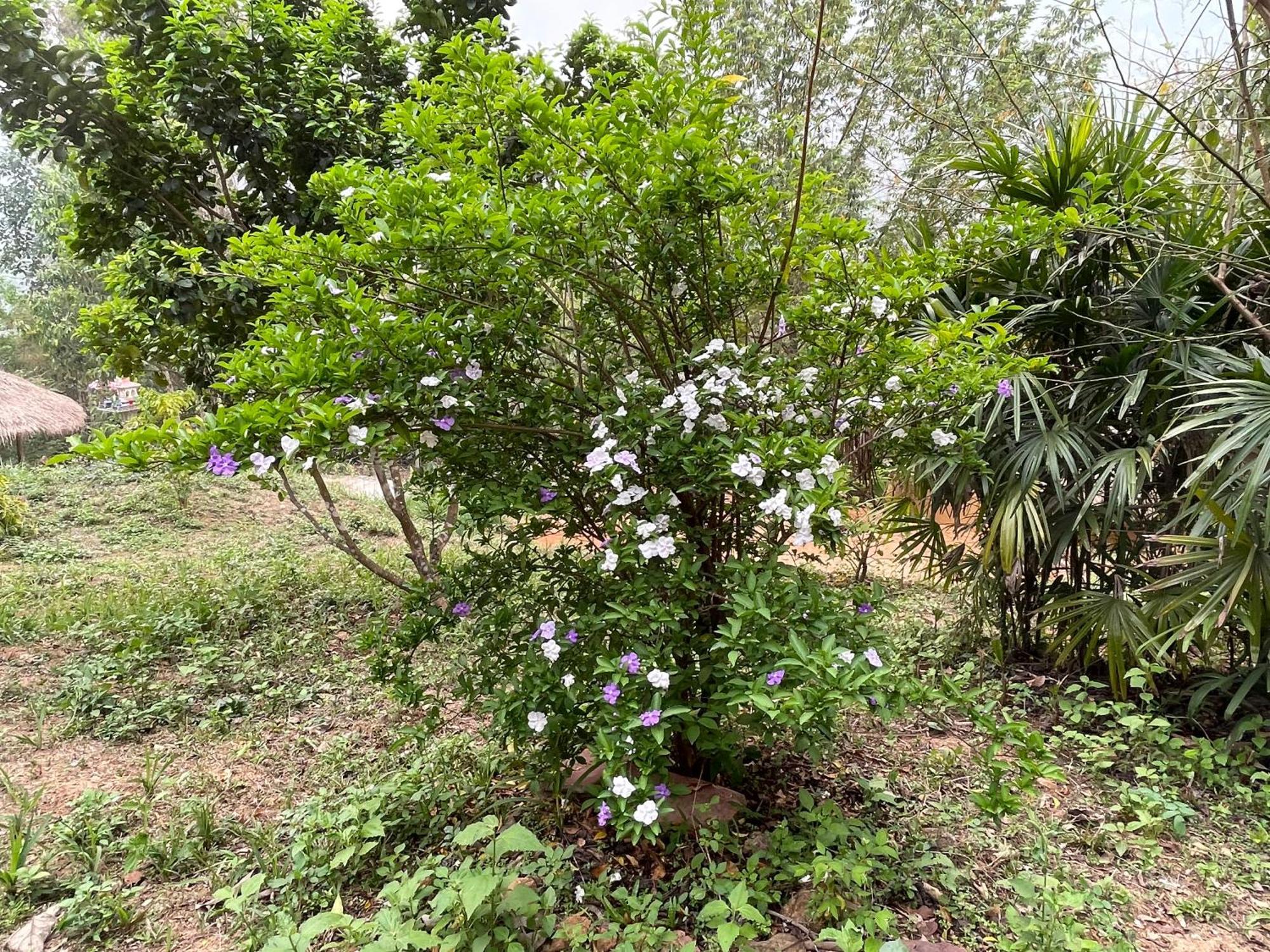 Chiang Dao Roundhouses Екстер'єр фото