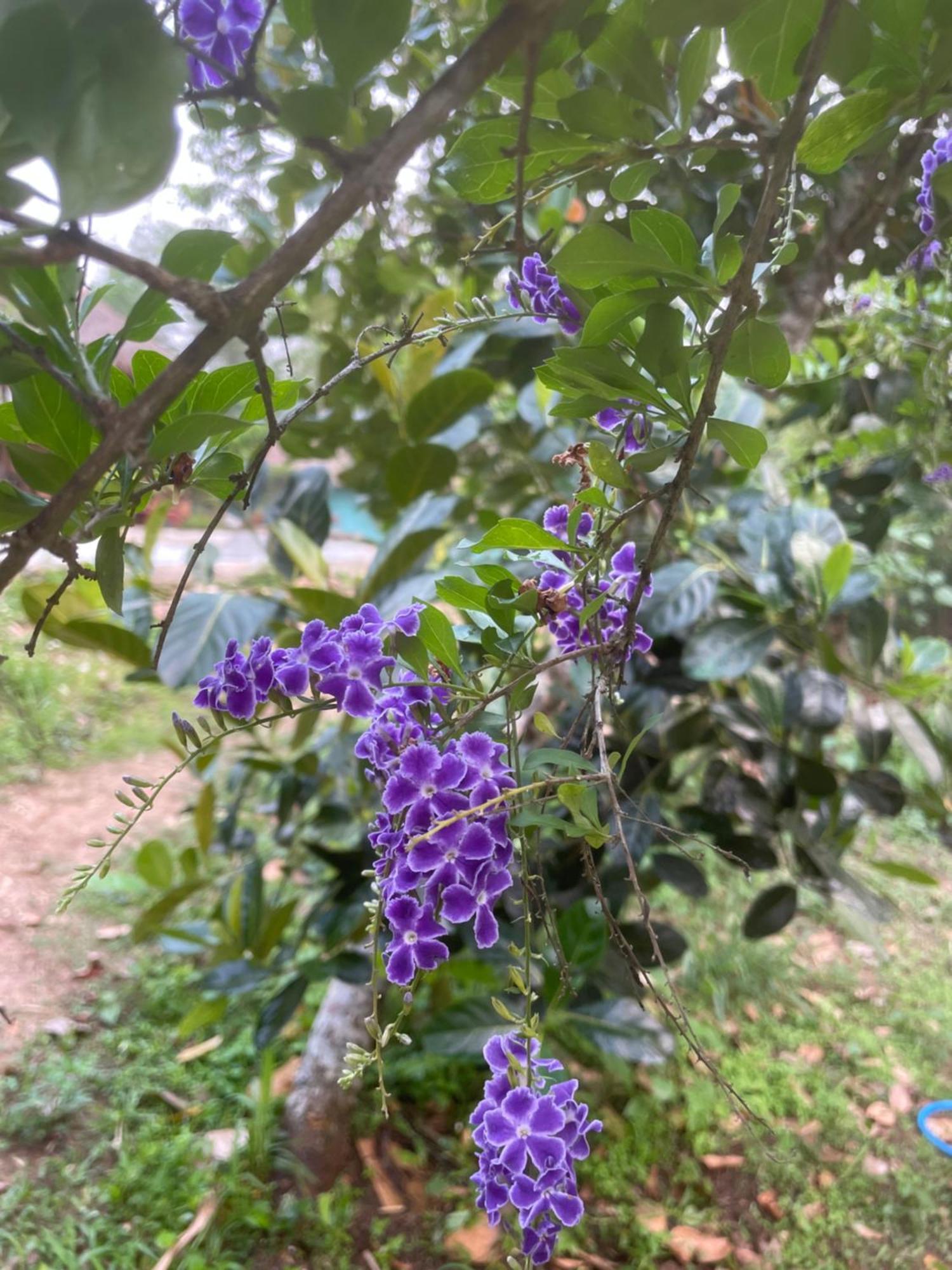Chiang Dao Roundhouses Екстер'єр фото