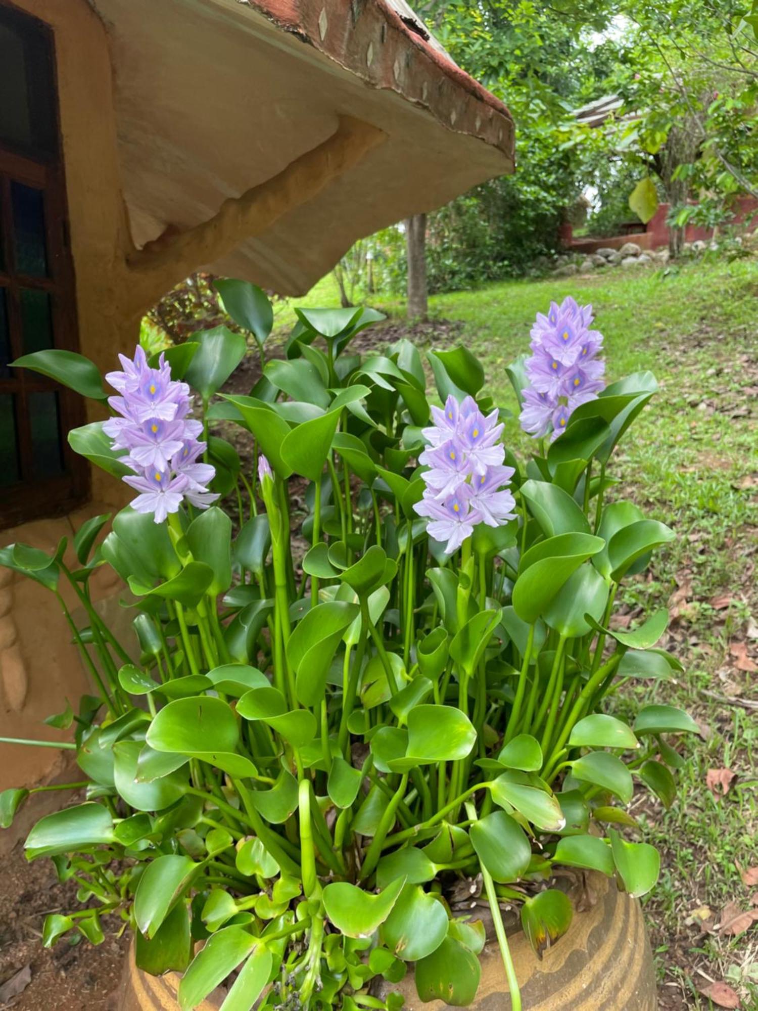 Chiang Dao Roundhouses Екстер'єр фото